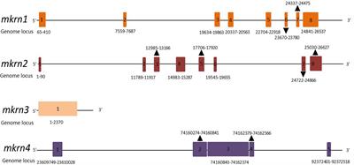 MRKNs: Gene, Functions, and Role in Disease and Infection